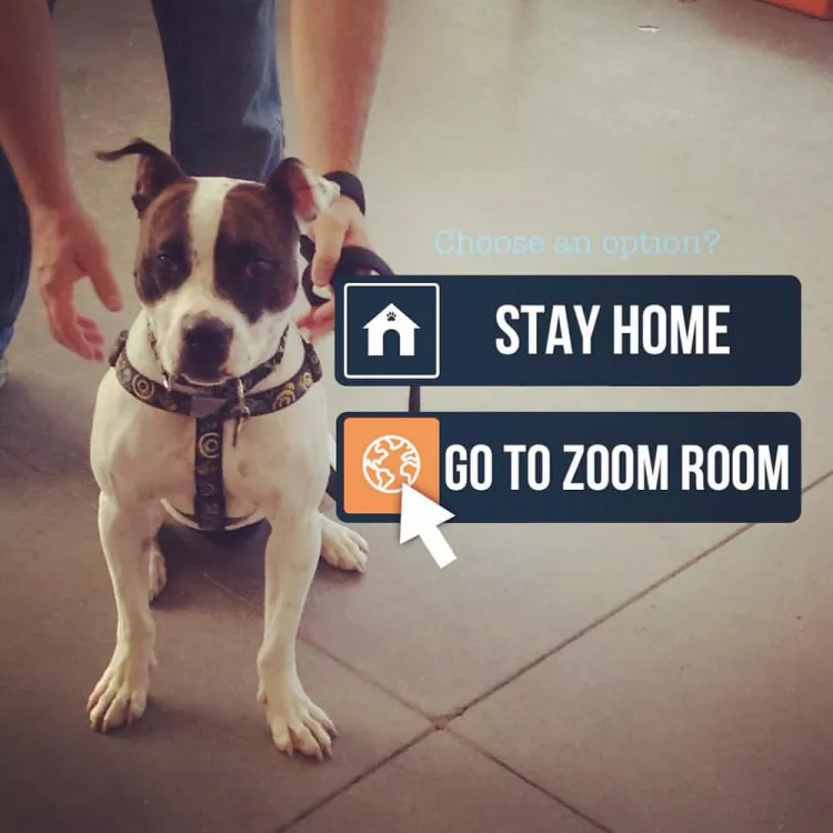 Zoom Room Dog Training, North Carolina, Virginia Beach